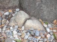 子宝の石